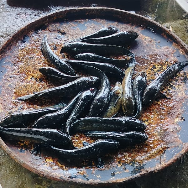 Early morning fish market operations documented in Lalmohan, Bangladesh