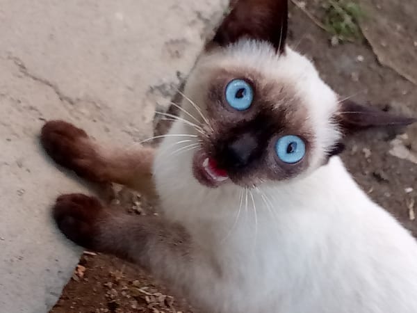Siamese cat spotted in Altagracia, Venezuela