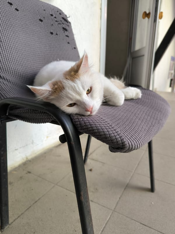 Quiet Sochi morning: cats, construction, and forested hillsides