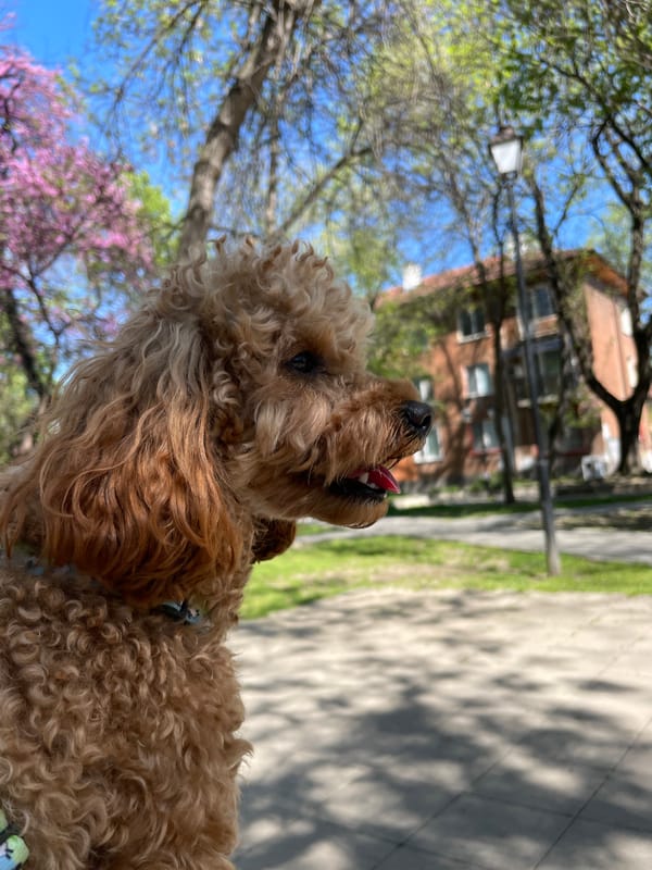 Brown poodle photographed on sunny sidewalk in Pazardzhik, Bulgaria