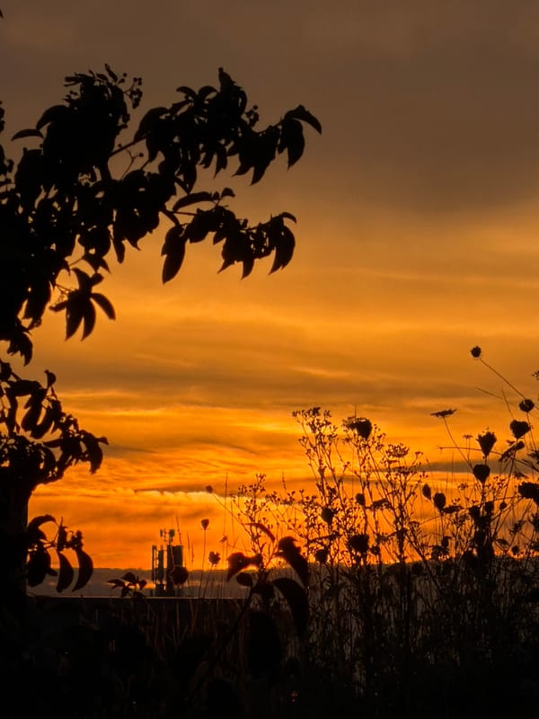 Sunrise over Leudelange wildflowers, bird in flight