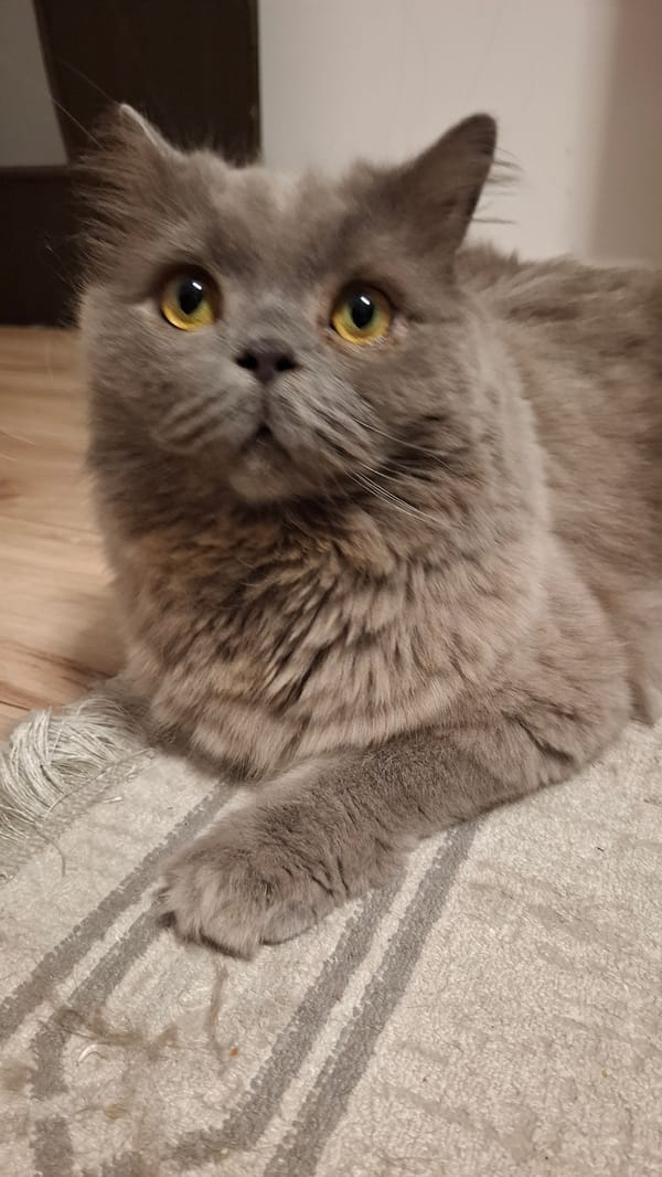Grey cat chills at home across multiple casual shots