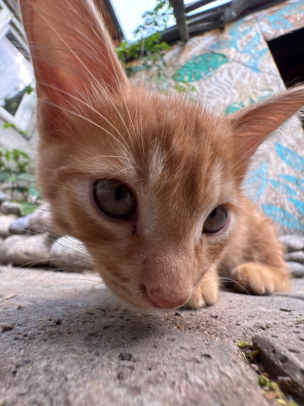 Cat photography session captured in Almaty residential area