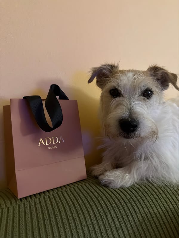 Wire-haired terrier spotted with pink shopping bag in Tel Aviv