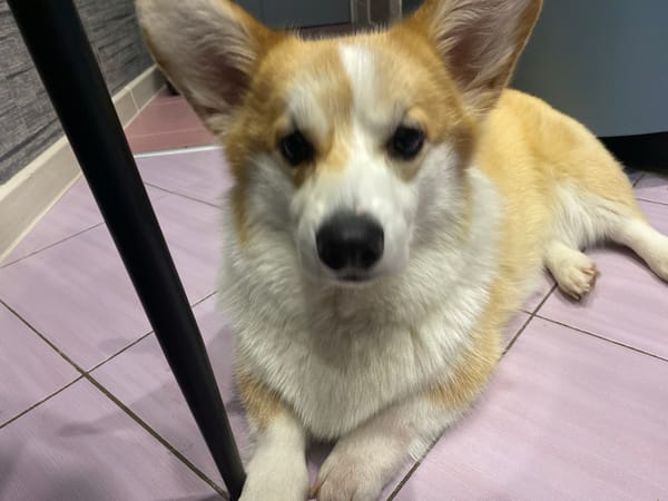 Corgi plays with orange rope toy in home setting