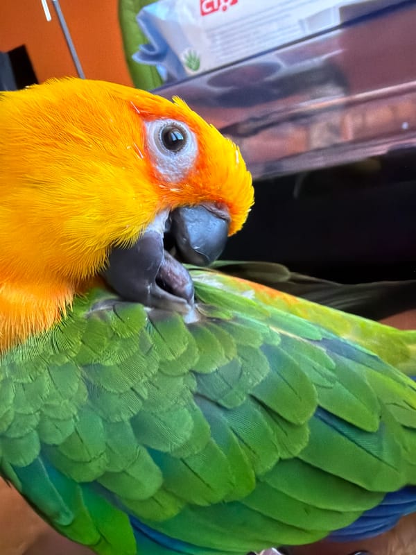 Woman interacts with colorful Sun Conure parrot in Khimki