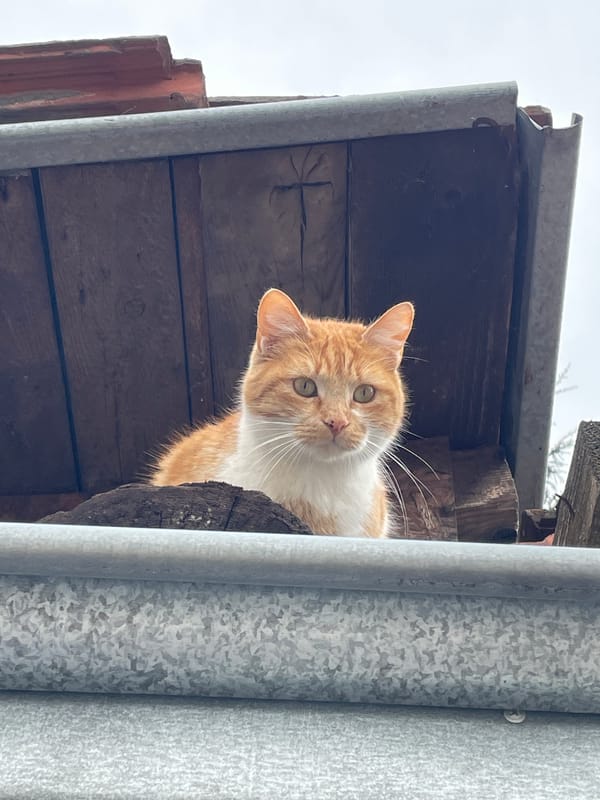 Cat spotted on wooden structure in Sofia