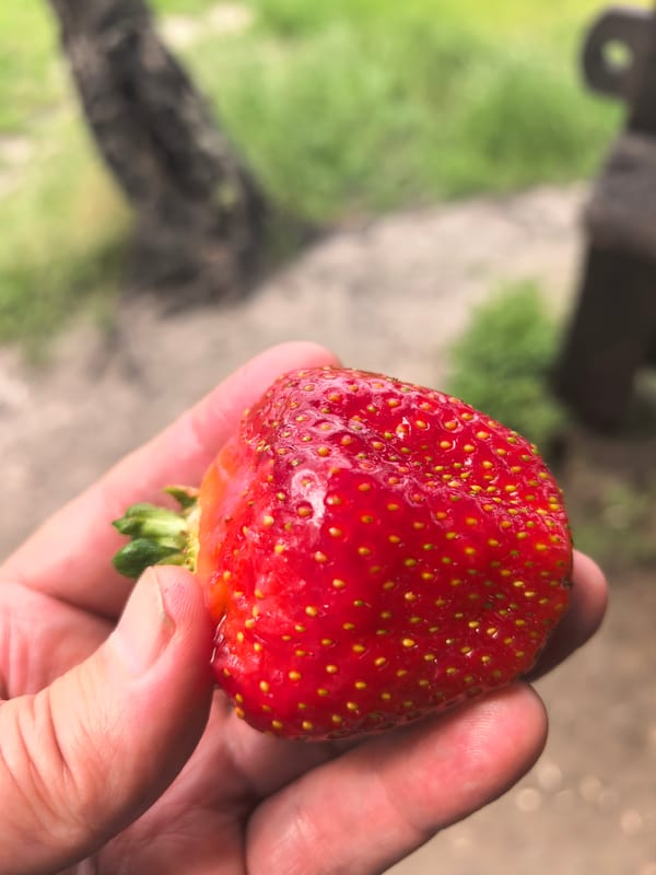 Strawberries and a riverside gazebo in rural Belarus