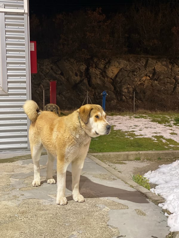 Dog spotted on snowy concrete in Bosnia Herzegovina