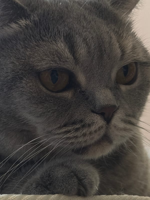 Woman documents morning with cat photos in Perm, Russia