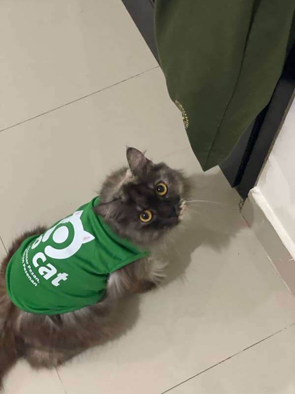 Gray cat in a green recovery shirt on a Bali tiled floor