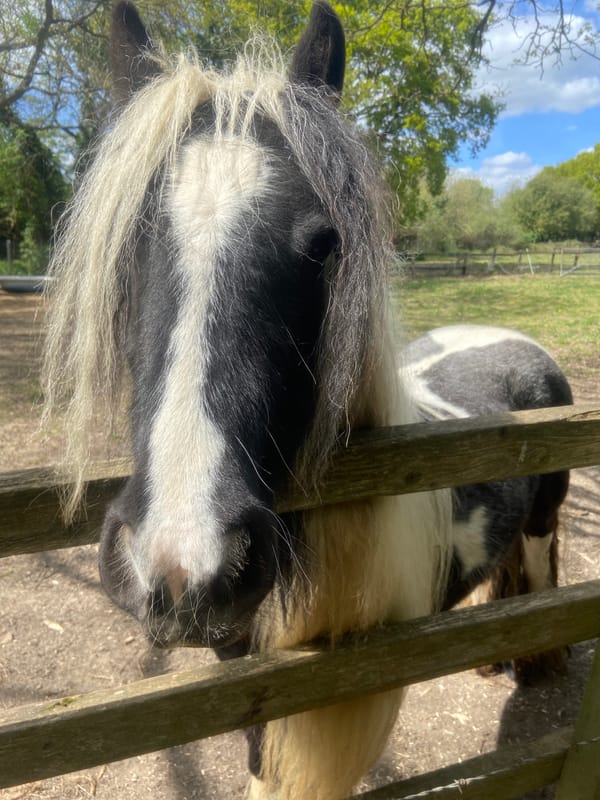 Pinto horse with flowing mane spotted in London paddock