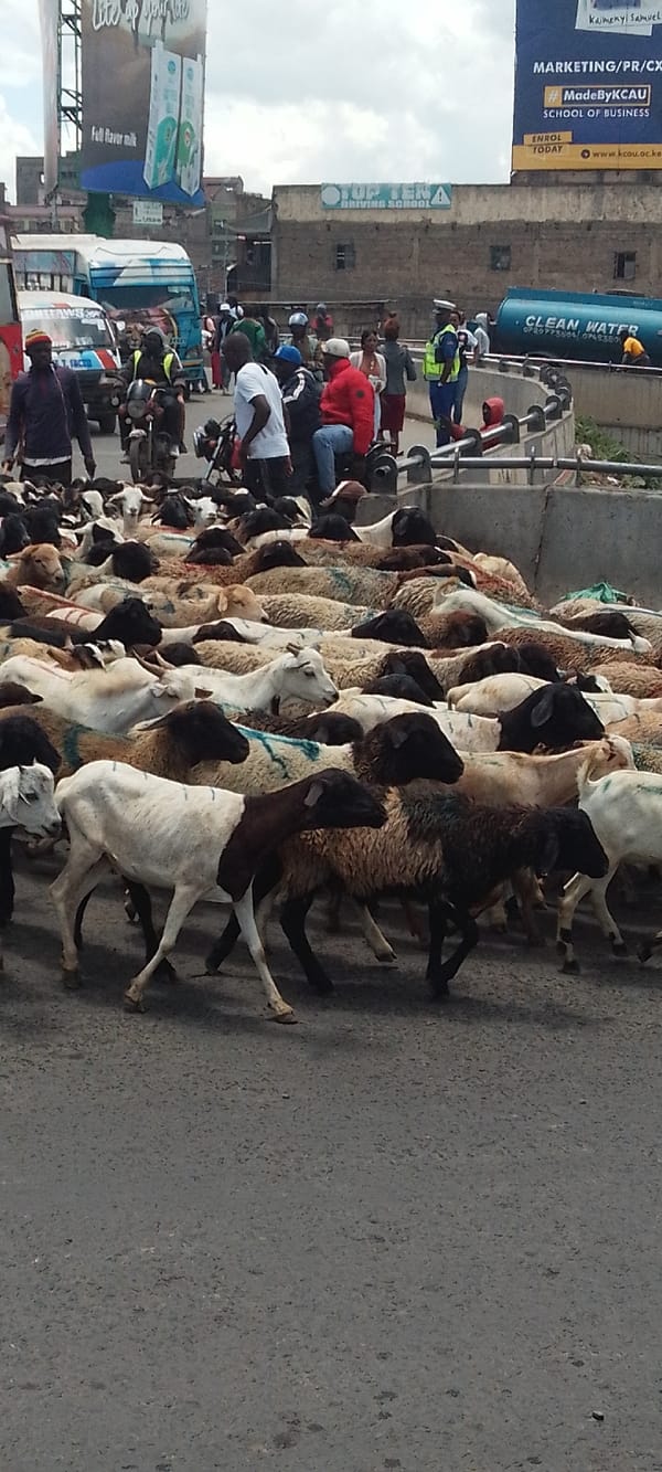 Sheep flock crosses busy Nairobi street, pedestrians navigate around