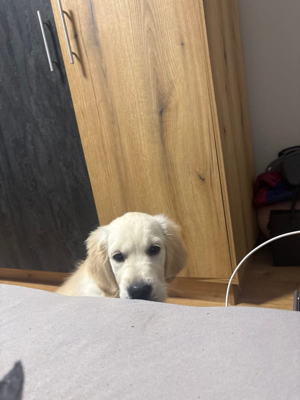 Golden puppy spotted resting indoors in Burgas, Bulgaria