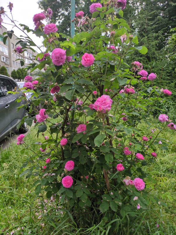 Morning scenes in Dubliany: roses, neighborhood views, breakfast prep