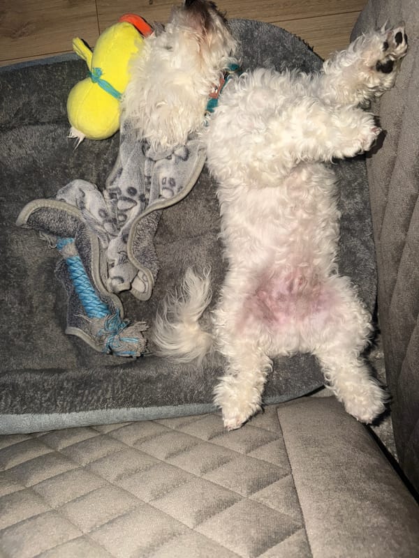 Small white dog relaxes on back in pet bed
