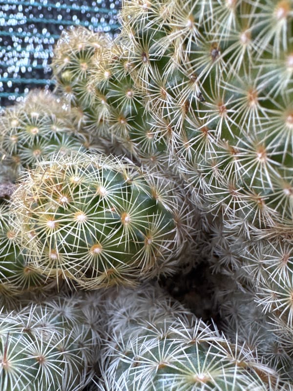 Evening botanical photography session captures plants and sunset in Aprilia