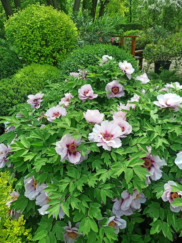 Anonymous witness captures diverse garden and nature scenes over morning