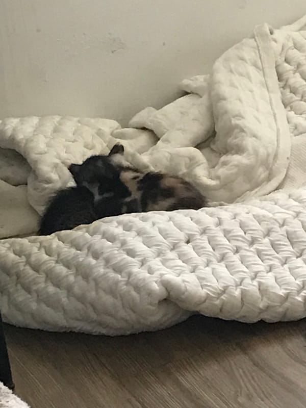 Kitten spotted napping in blankets in Smolyan, Bulgaria