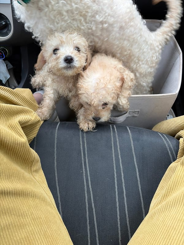 Two poodle puppies tucked into a fabric bin in Chaikovsky