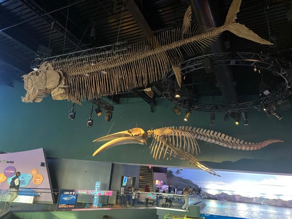 Late-night Toronto aquarium and downtown street visit documented