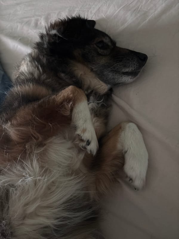Dog rests on back in Sofia home