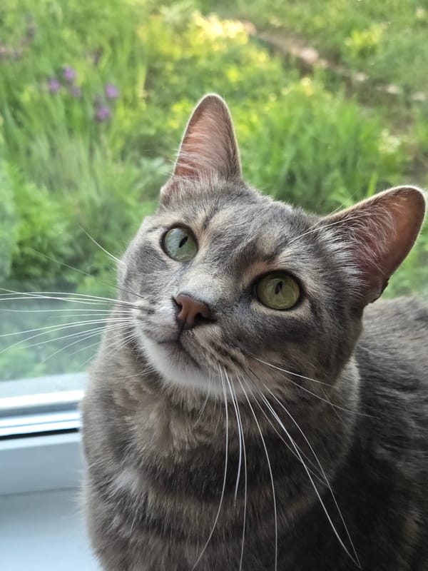 Gray tabby cat photographed in multiple close-up shots