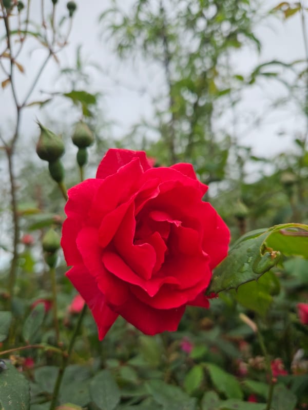 Garden flowers bloom with morning dew in Sochi