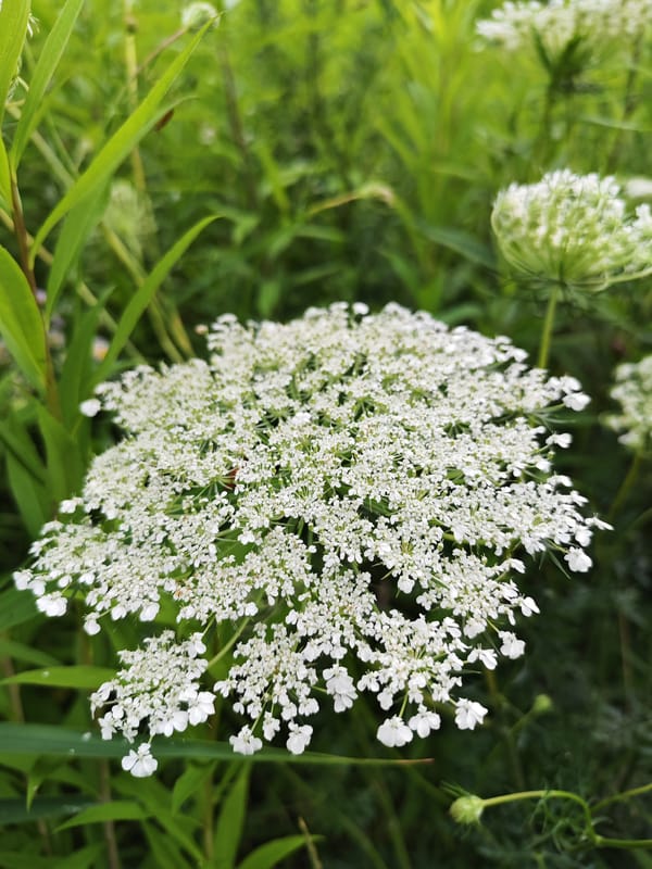 Slow botanical walk through a wild green space in summer