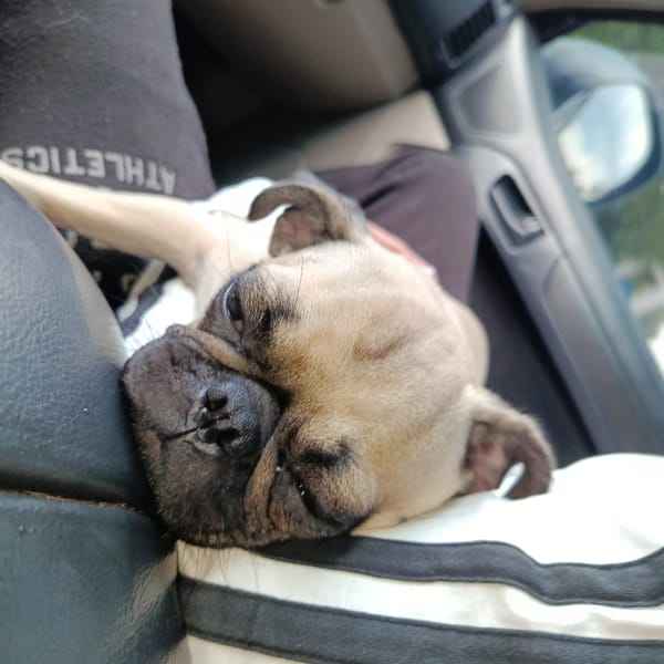 Pug dog rests peacefully during car ride in Venezuela