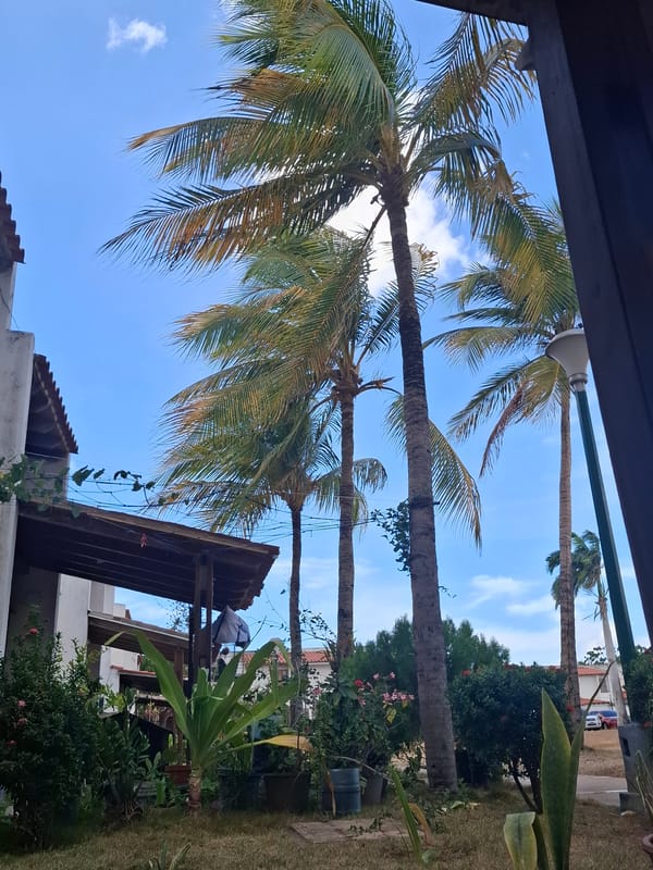 Palm trees observed under clear skies in Juan Griego