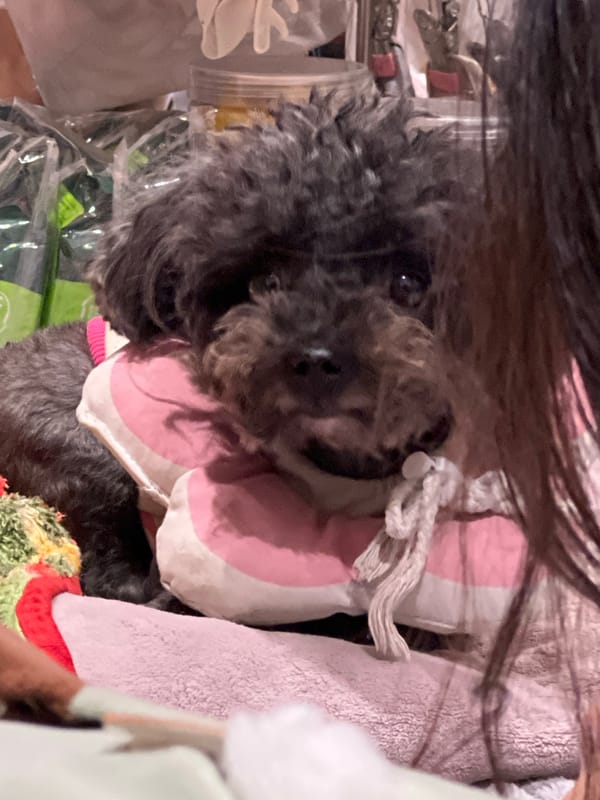 Dog playtime documented by witnesses in Đà Nẵng apartment