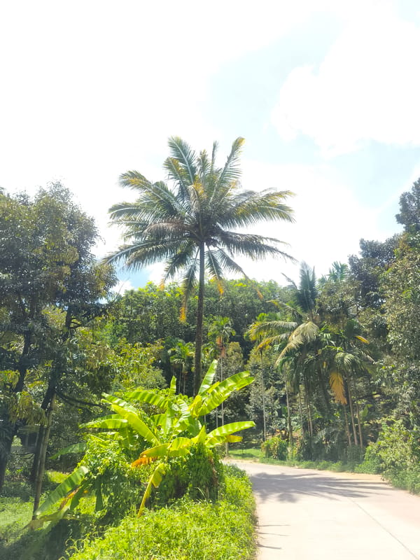 Tropical tree-lined road documented in Baan Lamai, Thailand