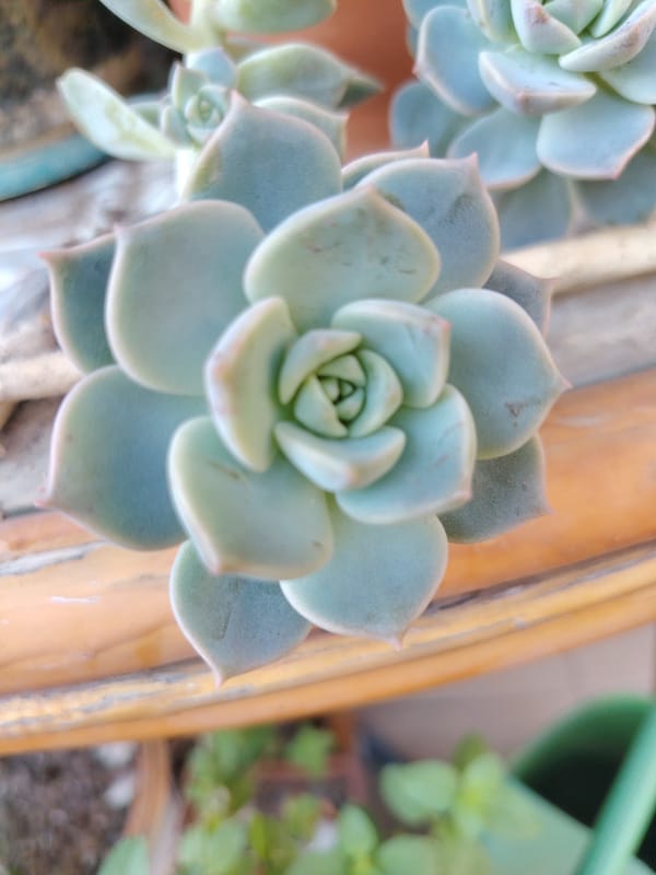 Morning spent photographing flowers, succulents, and butterflies in Konyaaltı