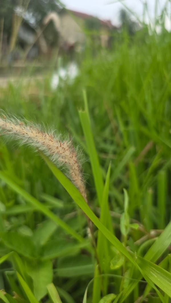 Nature photography session captures local wildlife in Lhokseumawe, Indonesia