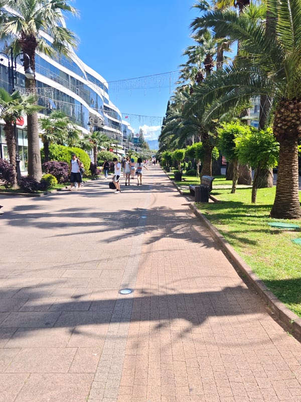 Morning documentation of palm-lined urban promenade and educational materials