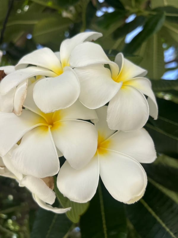 Beach details and plumeria flowers on a quiet Ban Tai shore