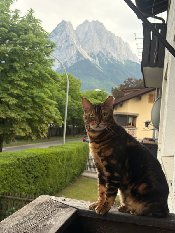 Bengal cat on a wooden railing, green eyes, outdoors