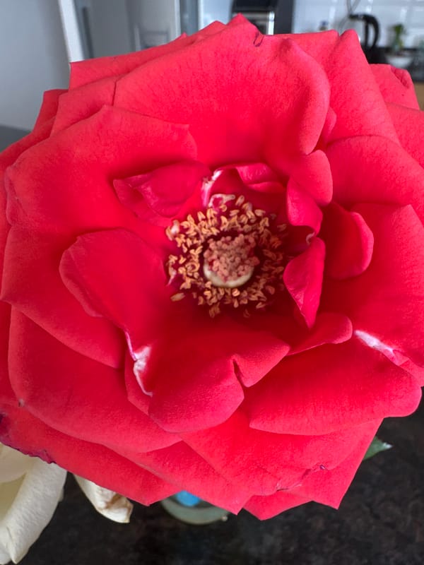 Flowers and coastal views documented in Erdemli, Turkey