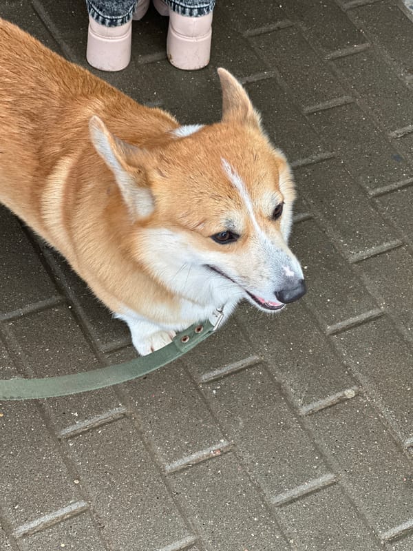 Corgi dog spotted on Minsk walkway near produce stand