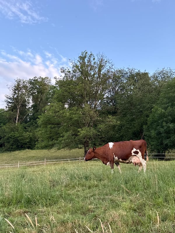 Cattle grazing and farm work in the Swiss countryside