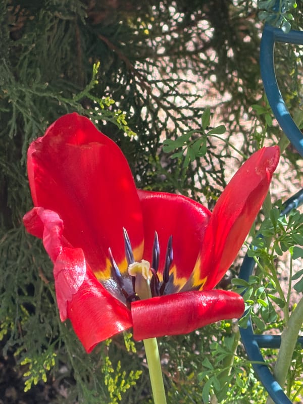 Morning scenes captured in Esch-sur-Alzette: tulip, sky, resting dog
