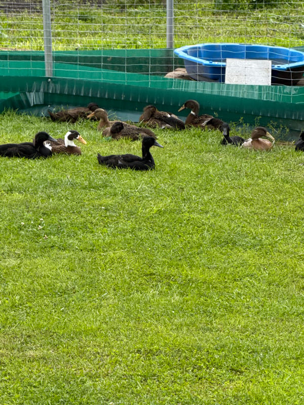 Ducks and ducklings on a rural property in Galinė, Lithuania