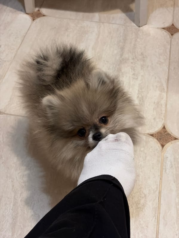 Pomeranian dog photographed repeatedly over four hours in Saint Petersburg