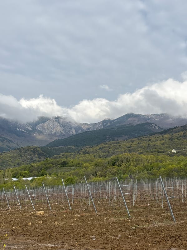 Early morning vineyard activity documented in mountainous Pushkino region