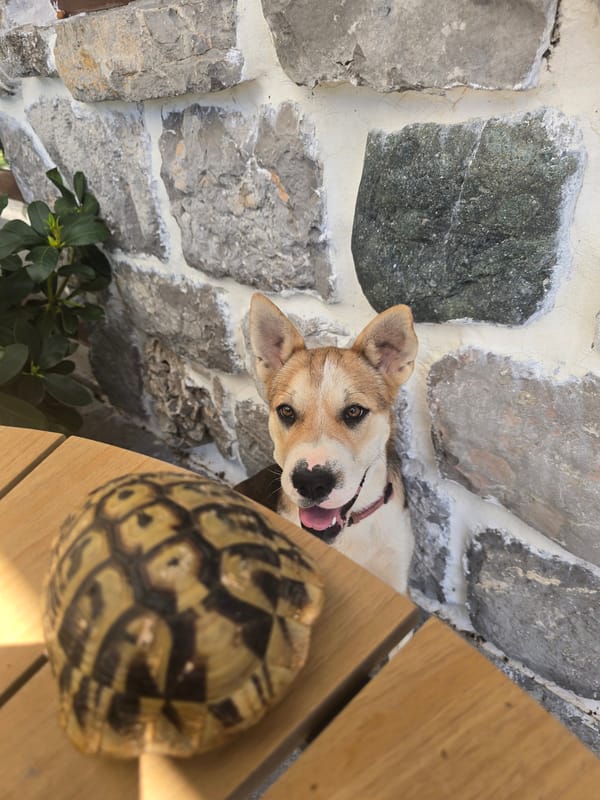 Dog and tortoise share an easygoing outdoor moment together