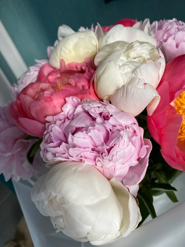 Fresh peony bouquet, multiple angles, Kudrovo residential neighborhood