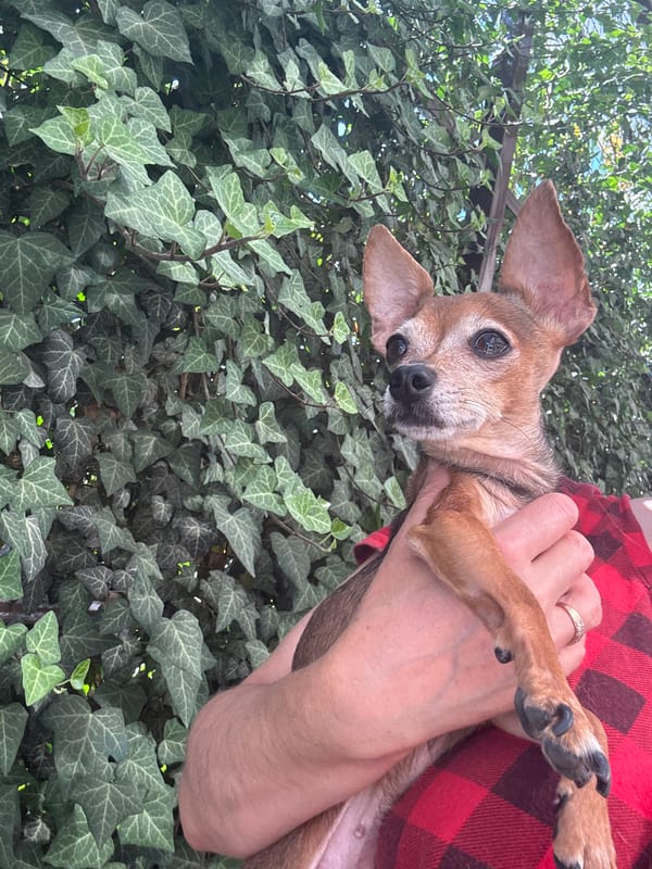 Small dogs at home in Fastovetskaya, Russia