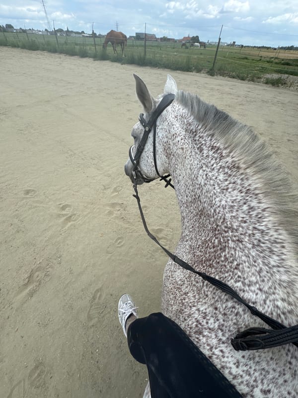 Dappled gray horse in sandy enclosure, Estaimpuis
