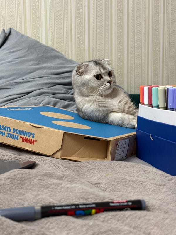 Scottish Fold cat chills among markers and a Domino's box